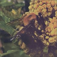 BRONCHO - Think I Pass