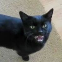 Cyriak Harris - Meow mix