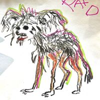 Magi Merlin - A Weird Little Dog