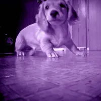 夕方の犬 [Dog in the Evening] - Purple room