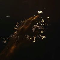 C4SH - BUNCH OF WAVES