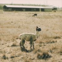 Adam Snebold - Alpacas and Fields
