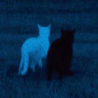 flylodev - supernova