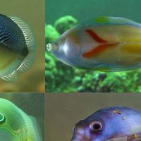 Fetus - Fish, Fished, Fishing