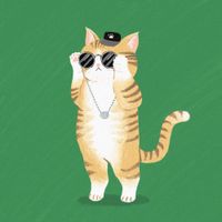 Oneul - Cats Everywhere