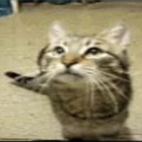 J1GGGS - from the start (meowfey)