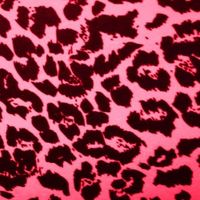 Sir Rodrigues - cheetah print