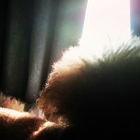 Alsbe Ellis - angels shine a bright light on me