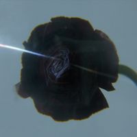 Pablo's Eye - Dark Matter