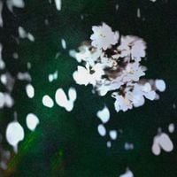 Full de mangõ - Lo Fr&aacute;gil del Sentimiento / Sakura