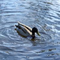 Aidantheloserkid - DUCK MUSIC