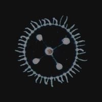 Luedji Luna - Um Mar Pra Cada Um,