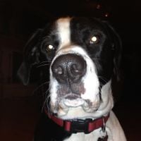 Pleasantries - The Greatest Song About A Dog Ever Made