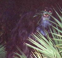 DrDumpster - Florida Skunk Ape