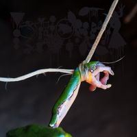 Phyllomedusa - The Dark Side Of The Amazon