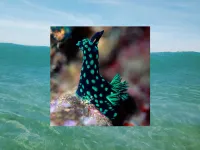Oceanwall - Slow Down