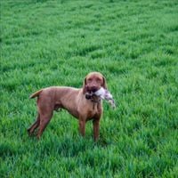 yora - dog demos