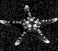 Starfish Boyfriend - ...and so the lights shut off