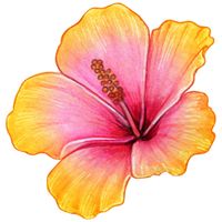 NILS - Hibiscus
