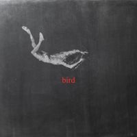 Low Island - bird