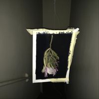 Too Birds - I'm Going To Die