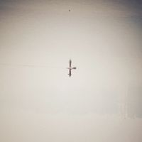 Qasim Naqvi - Endling