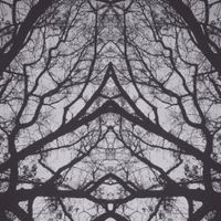 xcloses - SAWDUST