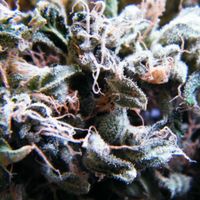 Dope Smoker - Legalize It