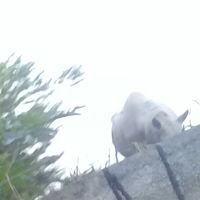 horse therapy - 002:in which a few are missing