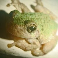 Phyllomedusa - Local Gray To Green Rendezvous