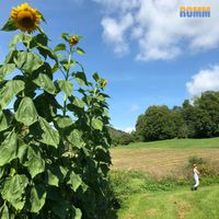 Hyperbeat - Sunflower Fields