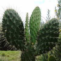Body 13 - #112: As Thorns Sunk Into the Hand (Part 1)