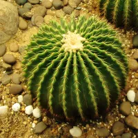Body 13 - #113: As Thorns Sunk Into the Hand (Part 2)