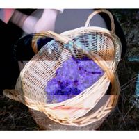 Shed Theory - BASKET