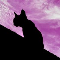 Gonzalo Caligari - Silhouette