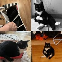 Carbonated Water - Cute Kitties