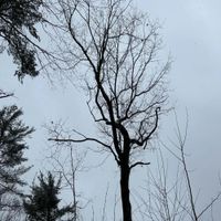 Man Proposes God Disposes - Tomorrow