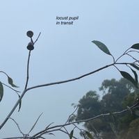 locust pupil - in transit