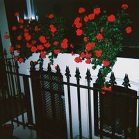 Blood Club - sufres porque quieres