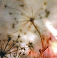 All The Pretty Things - All the Pretty Things