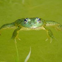 Forest of Frogs - 🐸