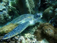 Zergalerpa - 🐢