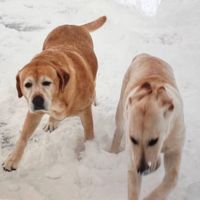 Shambles - i don't think heaven is real but i hope i get to see my dogs again