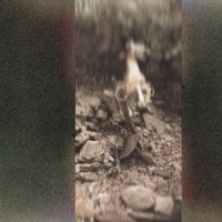 Lester - Dirt