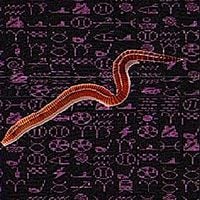 DJ Rozwell - Worm Highway