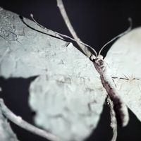 James Blake - I Need A Forest Fire