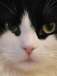 Zelda Markovitc - Cleo
