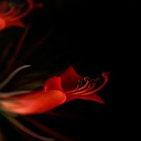 Flouw - Diebesgut