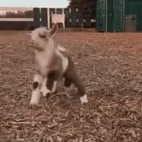 mason infinity - sidekick
