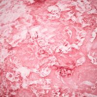 slenderbodies - Soraya